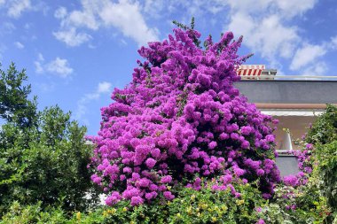 Bougainvillea, tropik bölgelerdeki bir evin yakınında yetişen pembe, mor ya da küçük bir ağaçtır. Hırvatistan 'da Bougainvillea çiçeği