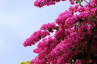 Bougainvillea, tropik bölgelerdeki bir evin yakınında yetişen pembe, mor ya da küçük bir ağaçtır. Hırvatistan 'da Bougainvillea çiçeği