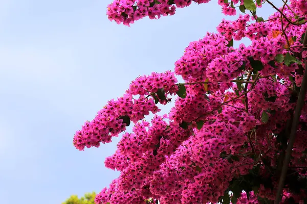 Bougainvillea, tropik bölgelerdeki bir evin yakınında yetişen pembe, mor ya da küçük bir ağaçtır. Hırvatistan 'da Bougainvillea çiçeği