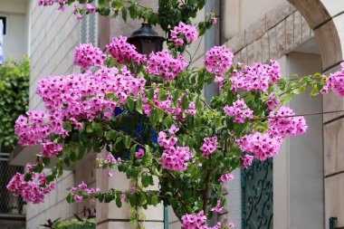 Bougainvillea, tropik bölgelerdeki bir evin yakınında yetişen pembe, mor ya da küçük bir ağaçtır. Hırvatistan 'da Bougainvillea çiçeği