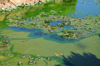 Çiçek açan mavi yeşil yosunların yol açtığı su kirliliği dünya çevresel sorunudur. Su vücutları, nehirler ve alglerin açtığı göller. Ekoloji, kirlenmiş doğa.