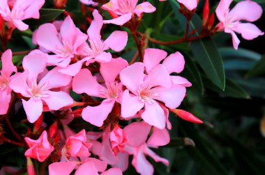 Pembe zakkum, en narin çiçekler, baharda açan Nerium zakkum. Çalı, küçük ağaç, bahçe bitkisi. Pembe yaz zakkum arka planı