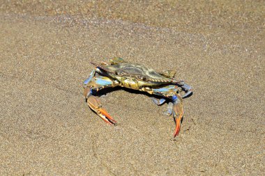 Büyük pençeli büyük mavi bir yengeç deniz kenarında kumda oturur. Yengeç avı, gurme deniz ürünleri lezzeti, Türkiye 'de lezzetli deniz ürünleri
