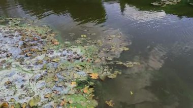 Nehirde, gölde, gölette, körfezde kirli yeşil su. Yazın su açar, mavi yeşil algler, su kirliliği. Tatlı su eksikliği, kötü ekoloji.