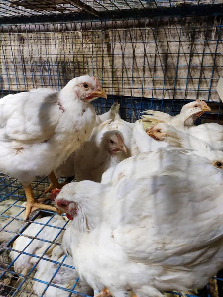 Broiler chickens confined within their cage, their weary eyes reflecting a life of captivity and confinement.