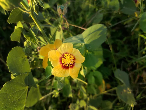 Abutilon Indicum Çiçeği Hindistan Özgü Güzel Narin Bir Çiçektir Hint — Stok fotoğraf