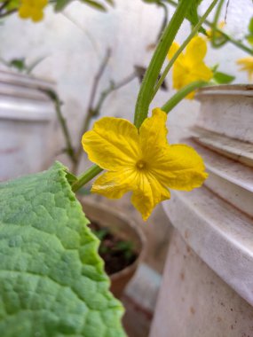 Dalgalı yaprakları olan canlı, sarı, acı bir kabak çiçeği yemyeşil yaprakların arasında açar. Parlak sarı merkezi ve bulanık bahçe arkaplanı derinlik katıyor. Erkek çiçekler beş farklı taç yaprağıyla daha küçüktür..