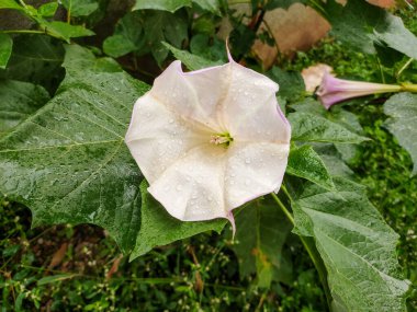 Bir Datura stramonyum çiçeğinin yakın çekimi, genellikle dikenli elma, jimsonweed, şeytan kapanı ya da şeytan trompeti olarak bilinir. Çiçek büyük ve trompet şeklindedir, narin beyaz taç yapraklarıyla..