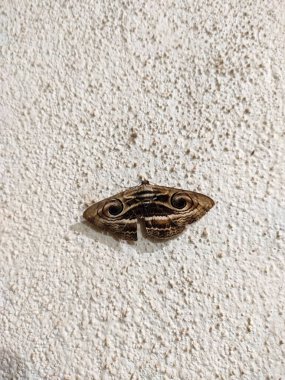 Spirama retorta, Hint baykuş güvesi, Erebidae familyasından bir güve türü..