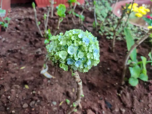 Canlı yeşil ve mavi Hydrangea makrophylla (hortensiya çiçeği) kümesi, soluk yeşil ile koyu mavi arasında değişen geniş, yuvarlak taç yaprakları ile tamamen çiçek açar..