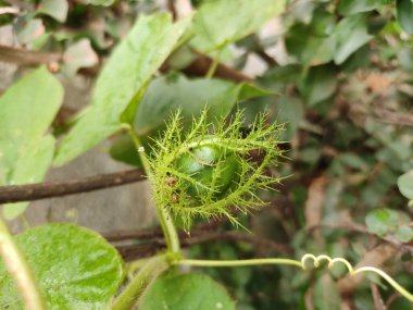 Passiflora foetida, kokmuş tutku çiçeği, yabani marakuja, çalılık tutku meyvesi, yabani su limonu, taşçiçeği, sisli aşk veya koşan pop olarak da bilinir.