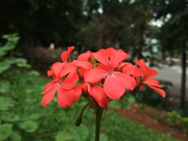 Pelargonium inquinans çiçeğinin rengi parlak kırmızıdan daha yaygın olan açık pembeye değişir. Kırmızı sardunya çiçekleri, kırmızı sardunya, Malva.