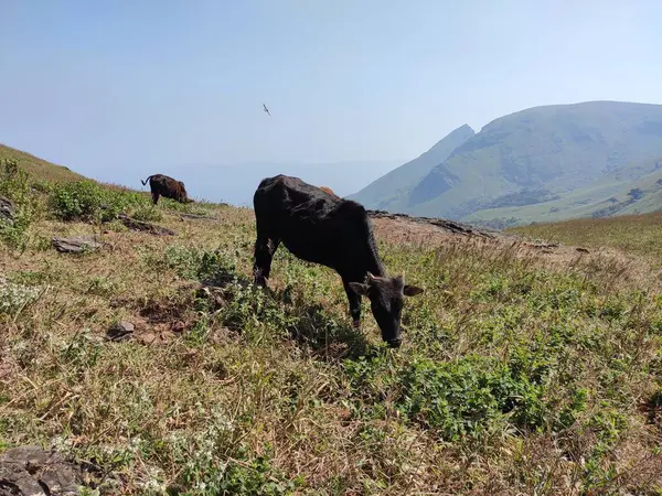 Sığırlar Baba Budan Giri dağında huzur içinde otluyor. Güçlü yapıları ve güçlü bacakları olan zebu, araziye iyi uyum sağlar. Yuvarlanan tepeler, berrak bir gökyüzü ve uzak dağlar sahneyi tamamlıyor..