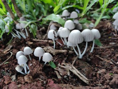 Beyaz mantar ya da mantar.