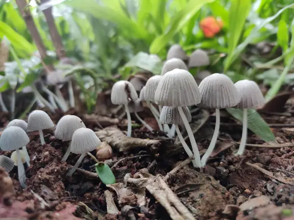 Yerdeki beyaz mantar mantarları düşük açılı görüntüler.