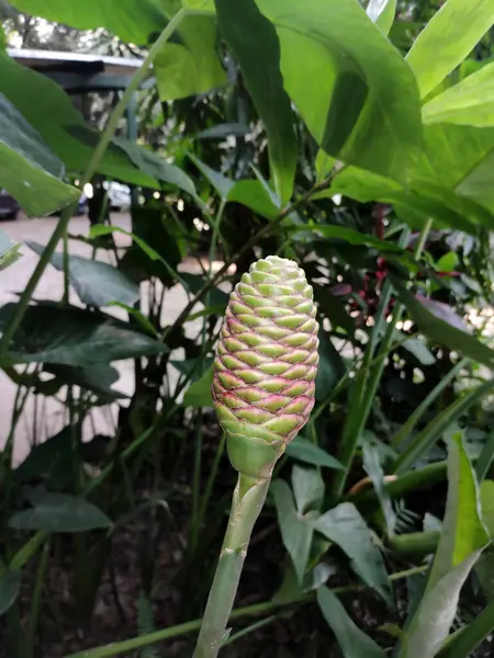 Zingiber zerumbet, commonly known as bitter ginger, pinecone ginger, shampoo ginger or wild ginger, showcasing its unique cone-shaped flower head with overlapping scales, against green background.