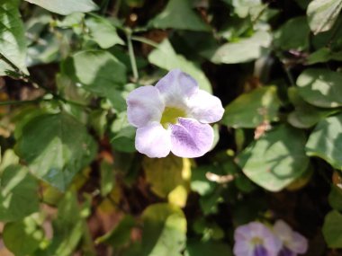 Asistasya gangetica çiçeği, aynı zamanda Çin menekşesi veya sürünen yüksük otu olarak da bilinir, yemyeşil yapraklar arasında çiçek açar. Bu takip eden bitki küçük, çan şeklinde mor, pembe veya beyaz çiçeklere sahiptir..