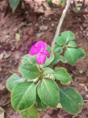 Impatiens walleriana, also known as busy Lizzie, balsam, sultana, or simply impatiens, is a species of the genus Impatiens clipart