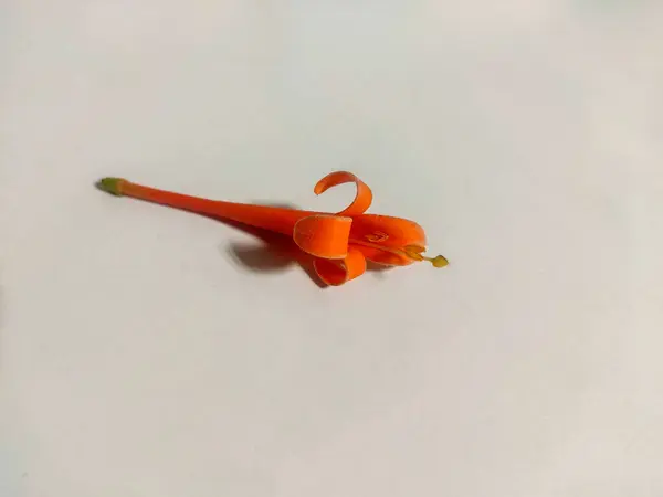 Pyrostegia venustası (ayrıca flamevin veya turuncu trompet asması olarak da bilinir), Bignoniaceae familyasından bir bitki türü.