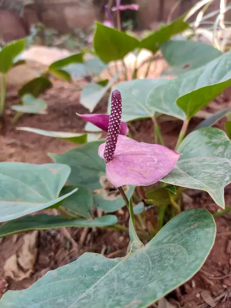 Bahçedeki mor bir flamingo çiçeğinin (Anthurium) yakın plan görüntüsü. Bitki, geniş, yeşil yapraklar ve pembe bir spat ile çevrili küçük beyaz noktalarla kaplı belirgin bir spadiks içeriyor..