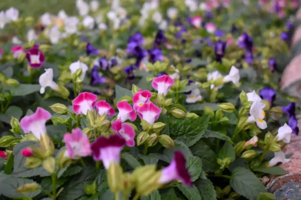 Lalbagh Botanik Bahçesi 'nde, Torenia Fournieri veya lades kemiği çiçeklerinin canlı bir görüntüsü büyüleyici bir görünüş için eşsiz sarı işaretlerle mavi, beyaz ve pembe tonlarını vurguluyor..