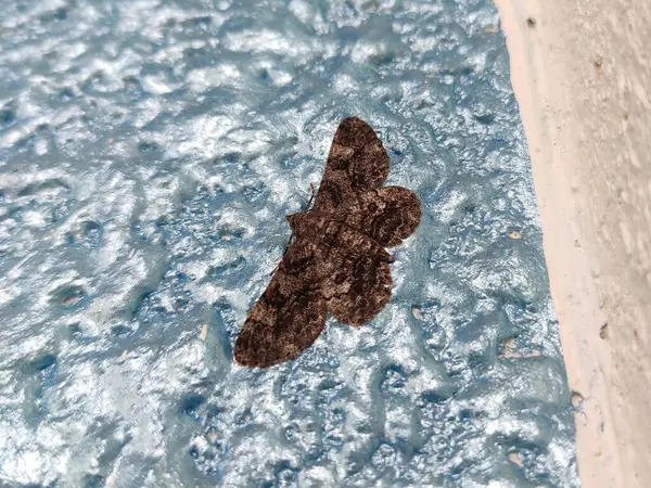 stock image The image shows a brown moth with intricate wing patterns resting on a textured surface. Its wings are folded neatly along its body, and its antennae are visible. 