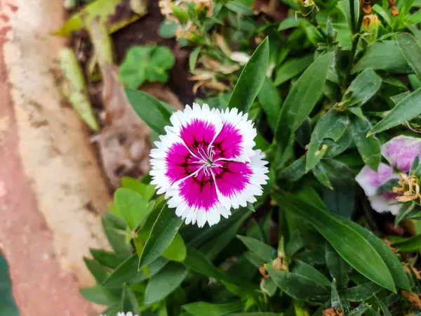 Bu bir China Pink veya Dianthus Chinensis çiçeği. Canlı pembe merkezi ve püsküllü beyaz taç yapraklarıyla karakterize edilir..