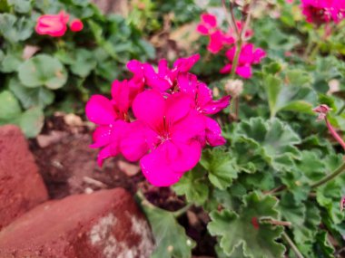 Pelargonium, commonly known as Geranium,  it looks like a variety of Pelargonium zonale, which is often called Martha Washington Geranium. clipart