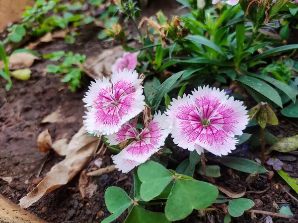 Çin Pembesi çiçekleri, Dianthus chinensis olarak bilinen özel bir çiçek çeşitliliğini ifade eder. Bu çiçekler, dikkat çekici görünüşleri ve yetiştirme kolaylıkları nedeniyle bahçıvanlıkta çok değerlidir..
