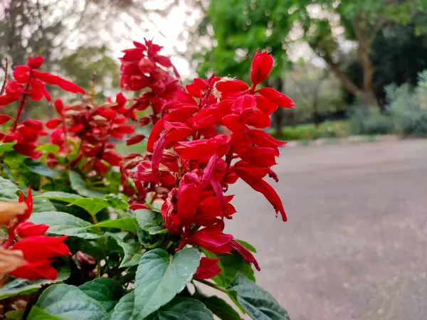 Salvia ihtişamı çarpıcı kırmızı çiçekleriyle bilinen canlı ve popüler bir çiçek bitkisidir. Bu bitkiye genellikle parlak adaçayı ya da tropikal adaçayı da denir..