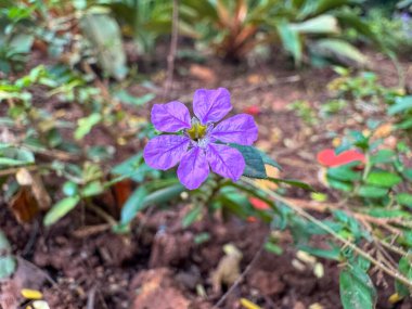 False Heather or Cuphea hyssopifolia is a small lavender flowers with fine evergreen leaves. It's popular in gardens for its beauty and easy care. clipart