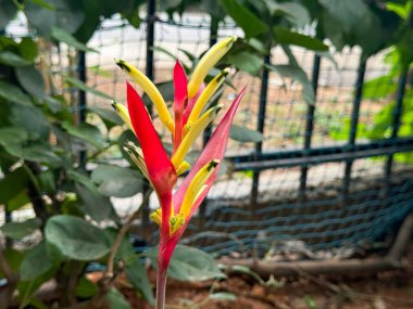 Heliconia hirsuta canlı frenlerle bahçeleri parlatır ve tropikal bir dokunuş ekler..