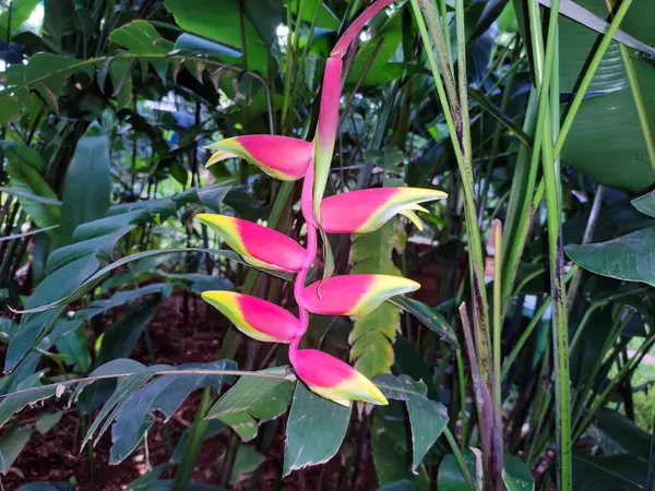 Heliconia rostrata (ayrıca ıstakoz pençesi veya sahte cennet kuşu olarak da bilinir), uzun ömürlü bir bitkidir..