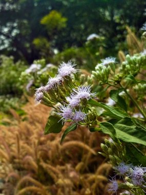 The flower of Chromolaena odorata is small, tubular, and ranges from white to pale pink, forming dense clusters at the branch tips. clipart