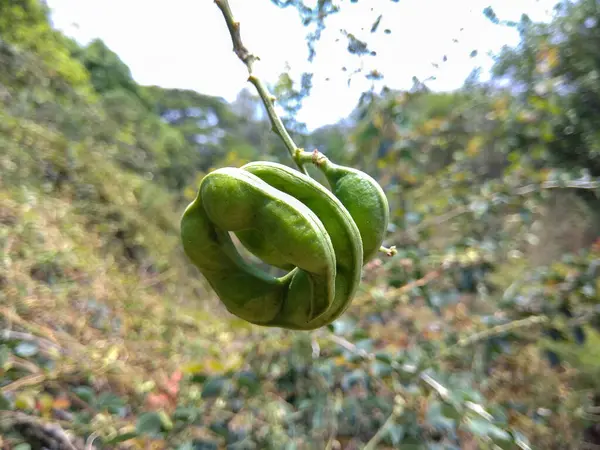 stock image Pithecellobium dulce, or Manila tamarind, is a tropical tree known for its sweet, tangy edible pods. Native to Central and South America, it's also used in traditional medicine.