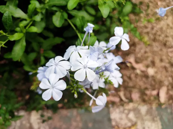Koyu yeşil yapraklarla çevrili hassas Plumbago auriculata (Cape Leadwort veya Blue plumbago) kümesi. Çiçekler tamamen çiçek açmış, parlak mavi yapraklar sergiliyorlar..