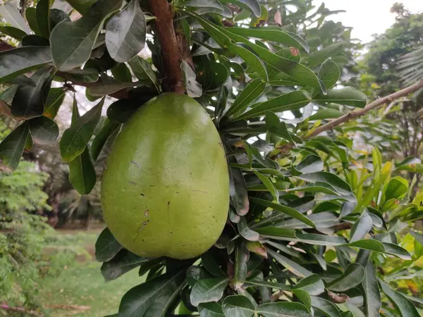 Genellikle kabak ağacı olarak bilinen Crescentia cujete, geleneksel el sanatlarında ve çeşitli amaçlar için kullanılan geniş, küresel meyveler sunar..