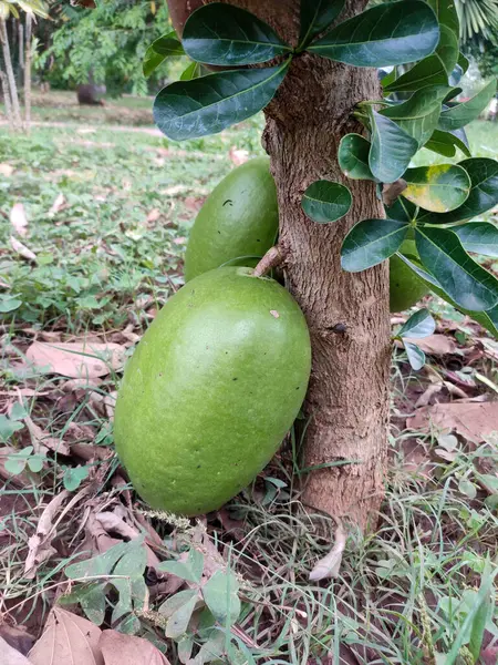 Bir Calabash ağacı (Crescentia alata) ve gövdesinde kısmen gövdesi tarafından gizlenmiş iki büyük, yeşil meyve bulunur. Sahne, ağacın güzelliğini ve sanatsal ve müzikteki kullanımını gösteren yemyeşil bir çim içeriyor..