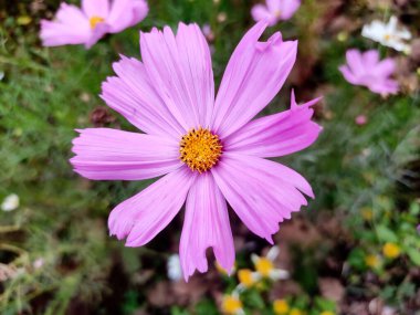 A vibrant close-up of a Cosmos bipinnatus flower with soft pink petals and a bright yellow center. The ruffled petals stand out against a blurred green background, highlighting its natural beauty. clipart