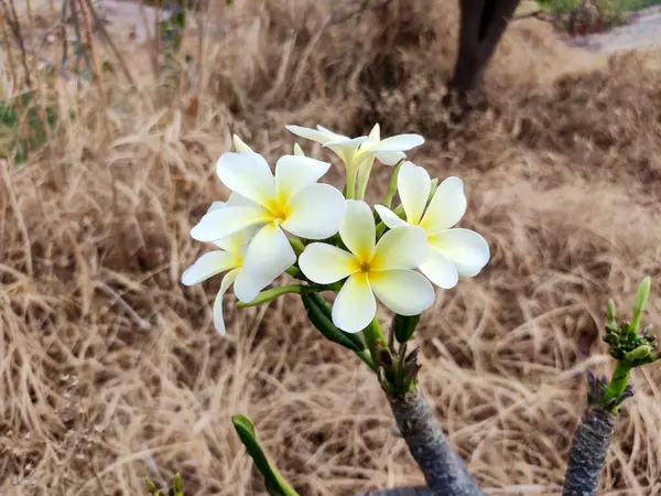 Beyaz bir Plumeria çiçeği kümesi altın çimenlerin üzerinde çiçek açar. Sarı merkezlerin etrafını narin yapraklar salıyor. Yumuşak ışık güzelliklerini ön plana çıkarıyor, dinginlik yaratıyor..