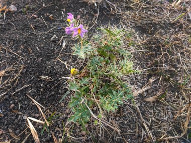 The Solanum pyracanthos plant, often called porcupine tomato, features spiny stems and clusters of small, star-shaped flowers in white or light purple hues. clipart