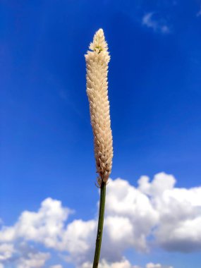 Gümüş Cockscomb (Celosia argentea), Gunugu Puvvu, beyaz tüylü infloresans, ince yeşil saplı, açık mavi gökyüzü, tüylü beyaz bulutlar, süs bitkisi, eşsiz görünüş, zarif bahçeler.