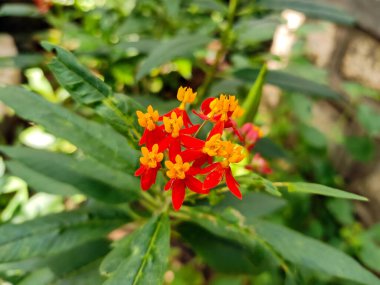 Asclepias curassavica, often recognized as tropical milkweed, belongs to the milkweed genus, Asclepias, and is a flowering plant species. clipart