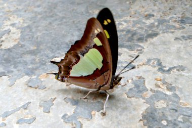 A stunning close-up of a Common Nawab butterfly highlights its vibrant, intricate wing patterns. This butterfly is commonly found in tropical Asia, showcasing the beauty of its habitat. clipart