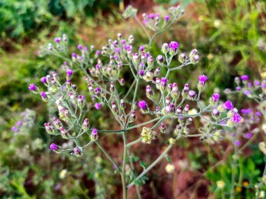 Cyanthillium cinereum çiçeklerinden oluşan narin bir küme canlı mor renkler ve küçük tüylü başları sergiler. Yeşillik yeşilliklerle çevrili sahne doğal güzellik ve uyum yayar..