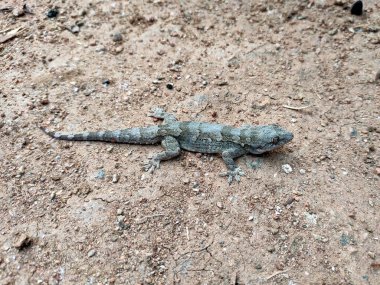 Kumlu zemindeki büyük bir Hint evi kertenkelesinin yakınlaşması doğal kamuflajını ön plana çıkarıyor. Koyu renk ve kuyruk izleriyle grimsi-kahverengiye boyanmış. Ayrıca büyük, yuvarlak gözlü, dikey gözbebekleri var..