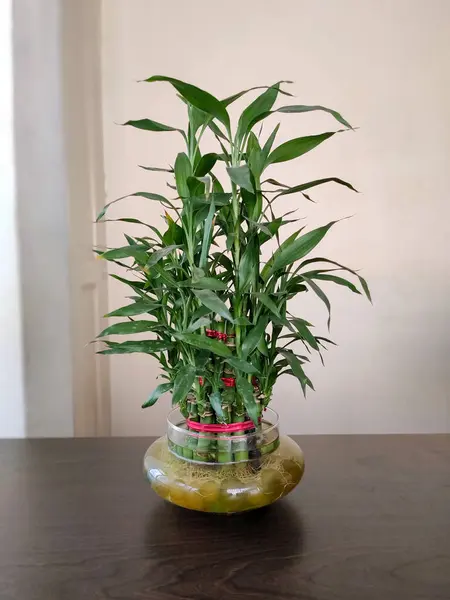 Canlı bir Lucky Bambu bitkisi, aynı zamanda Dracaena sanderiana olarak da bilinir, dekoratif cam bir vazoda bulunur. İnce yeşil sapları ve gür yaprakları, sağlık, zenginlik ve aşk gibi çeşitli şans biçimlerini sembolize eder..