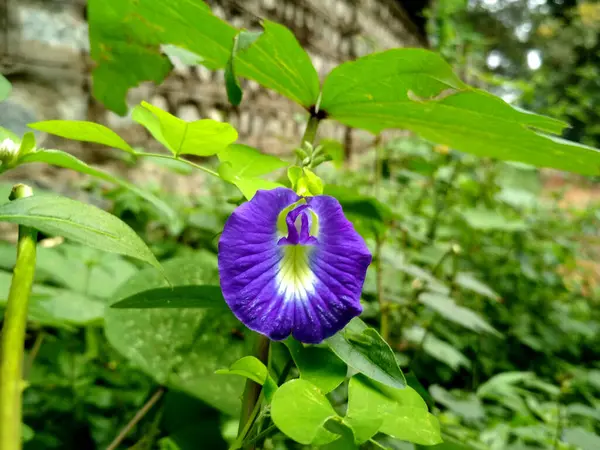 Bluebellvine, Blue Bezelye, Kelebek Bezelyesi veya Darwin Bezelyesi olarak bilinen Mavi Asya Güvercin Kanadı yemyeşil yapraklara karşı açar. Beş taç yaprağı kelebeğe benzer bir şekil alır, canlı detaylarla yakalanır..