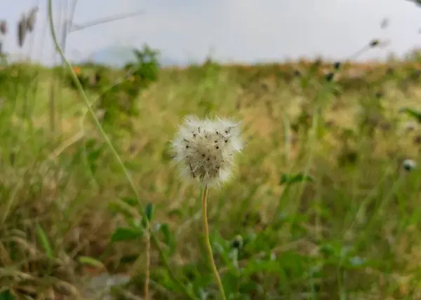 Olgun bir Tridax procumbens ya da Coatkeys 'in yakın çekimi, tüylü beyaz tohum başlarını tohum serpmeye hazır olarak gösteriyor. Bulanık yeşil bir tarla çiçeğin narin güzelliğini vurgular..