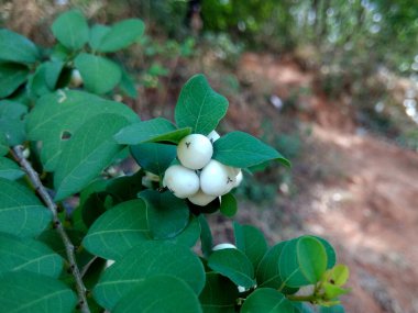 A close-up shot of a Flueggea plant, showcasing its distinctive white berries. The berries are clustered together, clinging to the branches and surrounded by vibrant green leaves. clipart